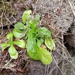 Valeriana locusta Vekstform