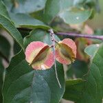 Combretum celastroides Frucht