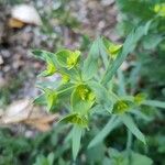 Euphorbia segetalis 花