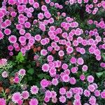 Argyranthemum frutescens Flower