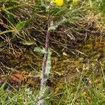 Senecio vernalis Foglia