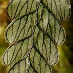Hymenophyllum rolandi-principis