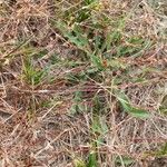 Juncus bulbosus Fruit