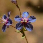 Lysimachia foeminaOtro