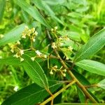 Nectandra cuspidata Лист