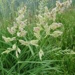 Phalaris arundinacea Fleur