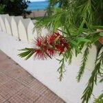 Callistemon viminalis Flower