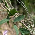 Lathyrus jepsonii Folha