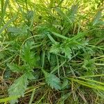 Verbena officinalisFulla