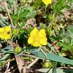 Potentilla verna Blüte