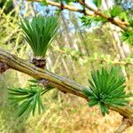 Larix decidua Leaf