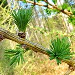 Larix decidua পাতা