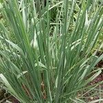 Molinia caerulea Leaf