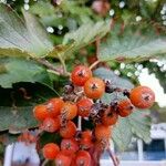 Sorbus intermedia Φρούτο