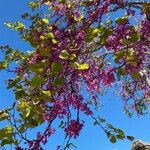 Cercis siliquastrumKukka