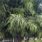 Podocarpus henkelii Folla