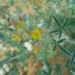 Crotalaria saharae Λουλούδι