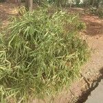 Phyllostachys aurea Hábito
