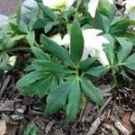 Helleborus niger Folha