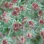 Artemisia campestris ഇല