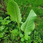 Silphium terebinthinaceum Leaf