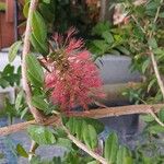 Melaleuca hypericifolia Flor