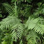 Pteris linearis Leaf