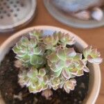 Sedum kimnachii 葉