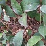 Ligustrum japonicum 葉