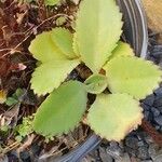 Bryophyllum pinnatum Листок