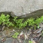 Anogramma leptophylla Habit