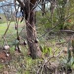 Eucalyptus leucoxylon Bark