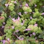 Origanum dictamnus Flower