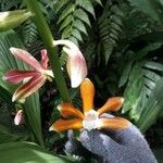 Phaius tankervilleae 花