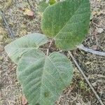 Ficus palmata Blad