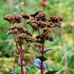 Hylotelephium maximum Leaf