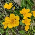 Ranunculus montanus 花