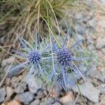 Eryngium amethystinum Blüte