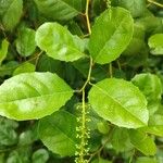 Itea ilicifolia