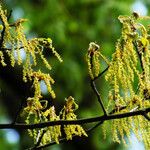 Quercus pubescens Fleur
