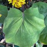 Roldana petasitis Hoja