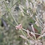 Falcaria vulgaris Fruit