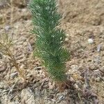 Artemisia alba Hábito