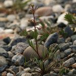 Lepidium nitidum Hàbitat