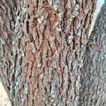 Searsia lancea Rinde