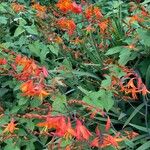 Crocosmia x crocosmiiflora Flor