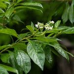 Solanum umbellatum Yaprak