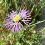 Volutaria muricata Fleur