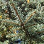 Picea pungens Blatt