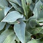 Hosta longipes Blatt